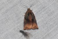 Archips podana