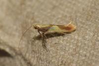 Caloptilia alchimiella