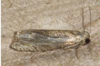 Eucosma