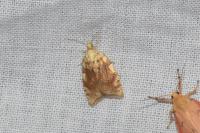 Aleimma loeflingiana