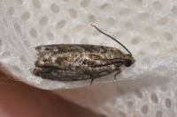Cydia fagiglandana