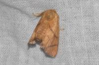 Apoda limacodes