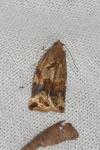Archips xylosteana
