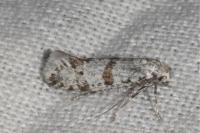 Scythropia crataegella
