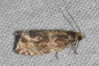 Celypha lacunana