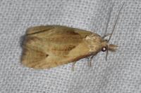 Phtheochroa inopiana