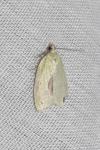 Tortrix viridana