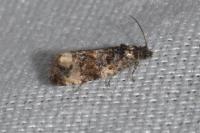 Endothenia gr. gentianaeana