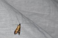 Nemophora degeerella