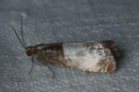 Notocelia cynosbatella