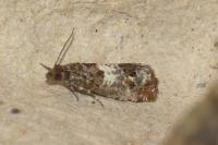 Notocelia trimaculana