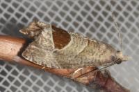 Notocelia uddmanniana