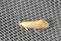 Crassa tinctella