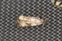 Endothenia