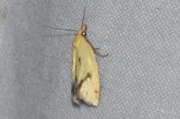 Agapeta hamana