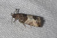 Spilonota ocellana