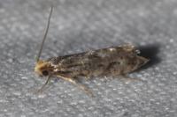 Nemapogon