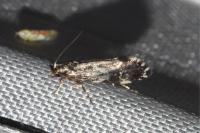Dryadaula heindeli