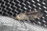 Epermenia chaerophyllella