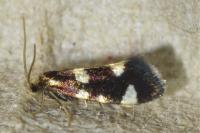 Incurvaria praelatella