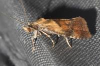 Cochylidia rupicola
