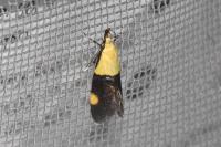 Oecophora bractella