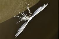 Pterophorus pentadactylus