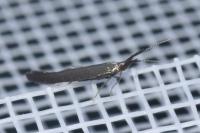 Coleophora