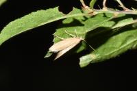 Coleophora