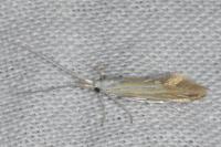 Coleophora