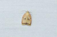 Acleris forsskaleana