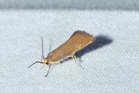 Crassa unitella