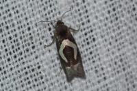 Epiblema foenella