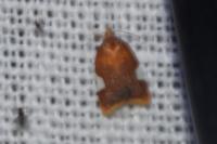 Acleris holmiana