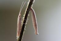 Coleophora follicularis