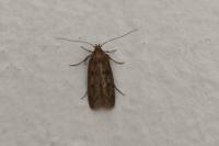 Hofmannophila pseudospretella