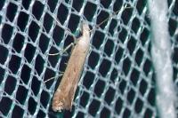 Isophrictis kefersteiniellus