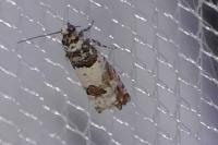 Epinotia thapsiana