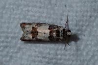 Epinotia thapsiana