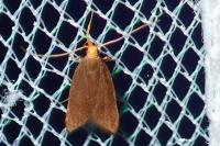 Eurodachtha pallicornella