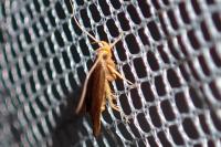Eurodachtha pallicornella