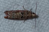 Pseudococcyx tessulatana