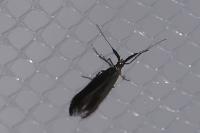 Coleophora