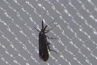 Coleophora