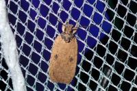 Agonopterix subpropinquella