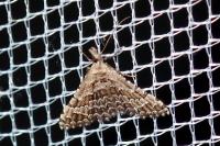 Alucita grammodactyla