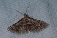 Alucita grammodactyla