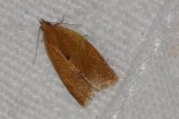 Clepsis consimilana
