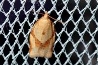 Clepsis consimilana