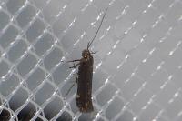 Aproaerema anthyllidella